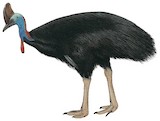 Southern Cassowary Illustration