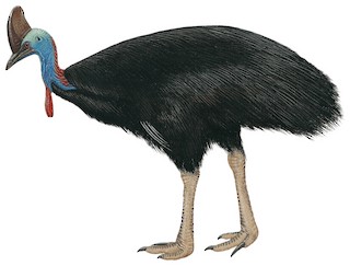 Casuariidae - Cassowaries and Emu - Birds of the World