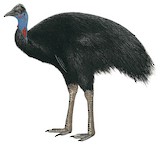 Dwarf Cassowary Illustration