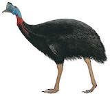 Northern Cassowary Illustration