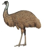 Emu Illustration