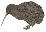 Great Spotted Kiwi Illustration