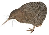 Little Spotted Kiwi Illustration