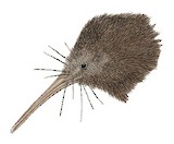 North Island Brown Kiwi Illustration