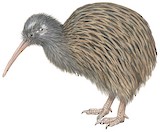 Okarito Kiwi Illustration