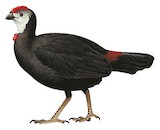 Wattled Brushturkey Illustration