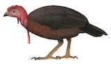 Waigeo Brushturkey Illustration