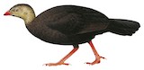 Red-billed Brushturkey Illustration