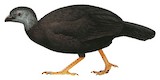 Black-billed Brushturkey Illustration