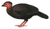 Collared Brushturkey Illustration