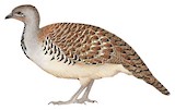 Malleefowl Illustration