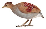 Moluccan Megapode Illustration