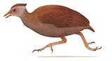 Nicobar Megapode Illustration