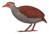 Philippine Megapode Illustration