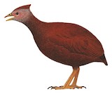 Sula Megapode Illustration