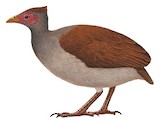 Tanimbar Megapode Illustration