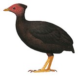 Vanuatu Megapode Illustration