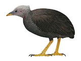 Micronesian Megapode Illustration