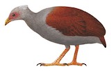 Tongan Megapode Illustration