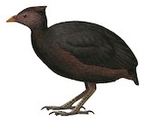 Dusky Megapode Illustration