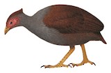 New Guinea Scrubfowl Illustration