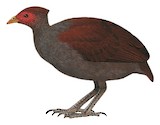 Melanesian Megapode Illustration