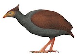 Orange-footed Scrubfowl Illustration