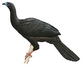 Black Guan Illustration