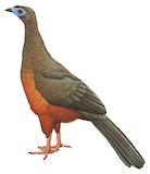 Sickle-winged Guan Illustration