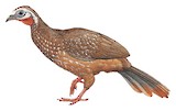 Band-tailed Guan Illustration