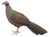 Rusty-margined Guan Illustration