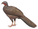 Red-faced Guan Illustration