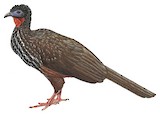 Crested Guan Illustration