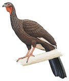 White-winged Guan Illustration