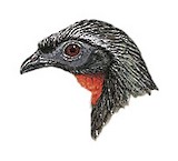 Dusky-legged Guan Illustration