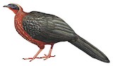 White-crested Guan Illustration