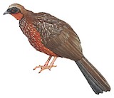 Chestnut-bellied Guan Illustration