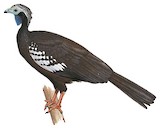 Trinidad Piping Guan Illustration