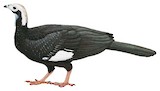 White-throated Piping Guan Illustration