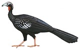 Red-throated Piping Guan Illustration