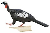 Black-fronted Piping Guan Illustration