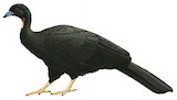 Wattled Guan Illustration