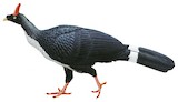 Horned Guan Illustration