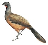 Plain Chachalaca Illustration