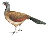 Grey-headed Chachalaca Illustration