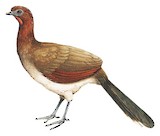 Chestnut-winged Chachalaca Illustration