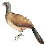 Rufous-vented Chachalaca Illustration