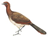 Rufous-headed Chachalaca Illustration