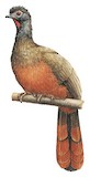 Rufous-bellied Chachalaca Illustration