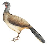 West Mexican Chachalaca Illustration